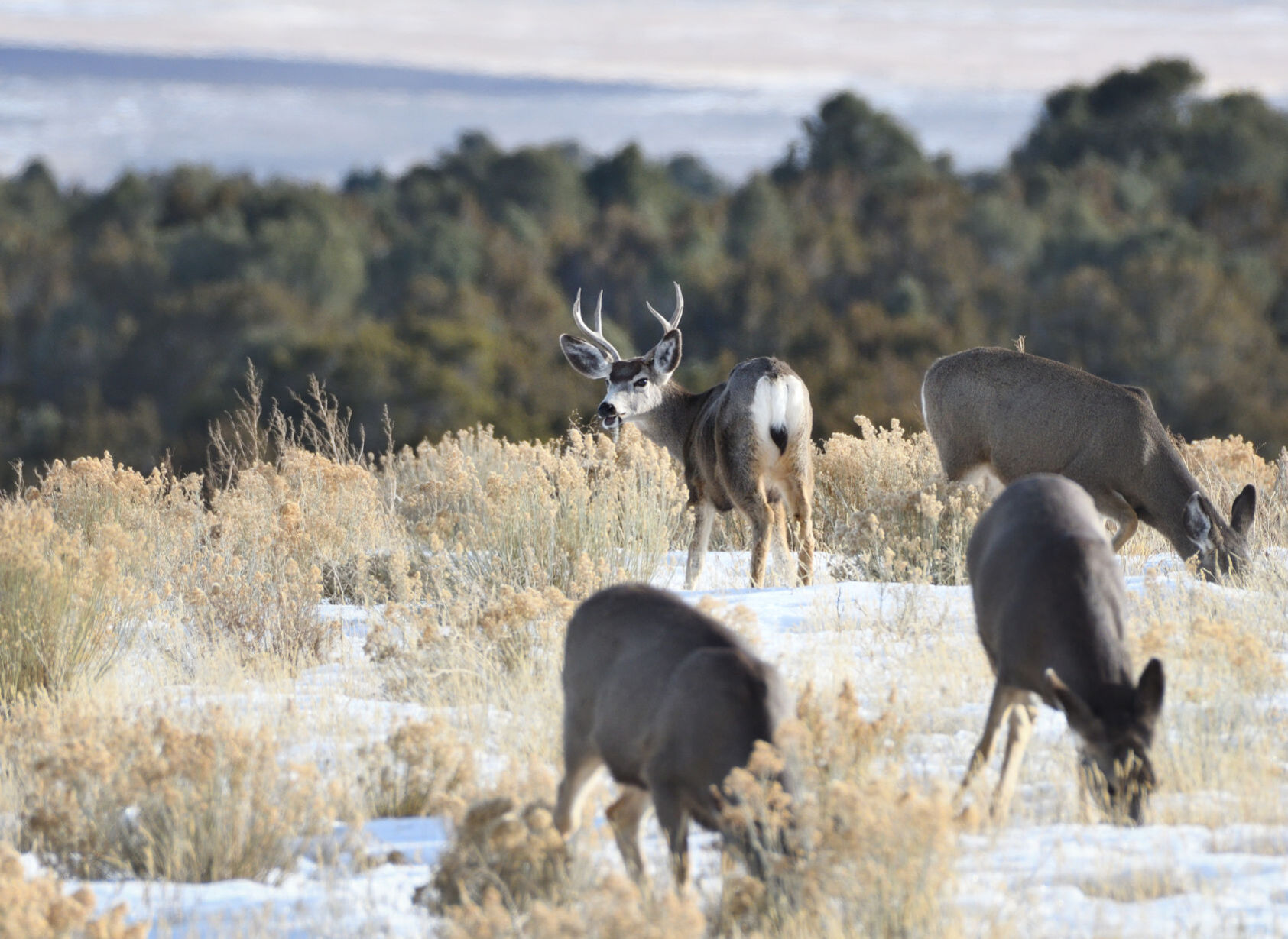 Ungulates